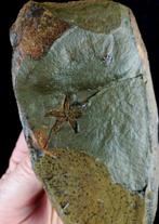 Primitieve zeester!!! - Gefossiliseerd dier - Villebrunaster