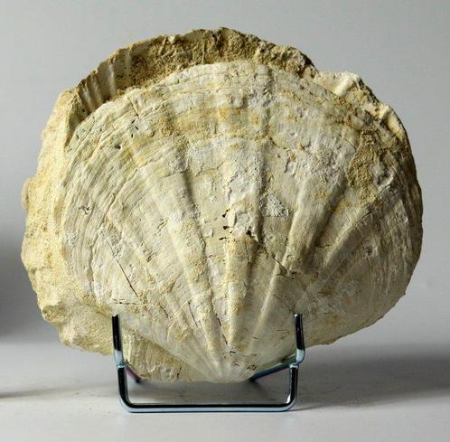 Mooie en decoratieve fossielschelp - Op standaard -, Verzamelen, Mineralen en Fossielen