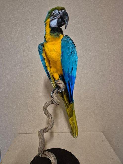 Ara Taxidermie volledige montage - Ara ararauna - 75 cm - 30, Verzamelen, Dierenverzamelingen
