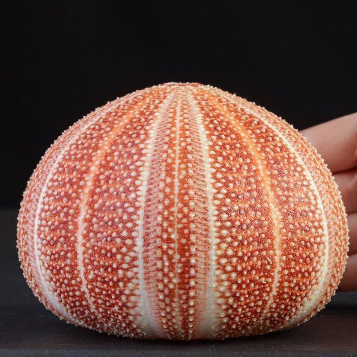 Oursin marin géant commun - couleurs naturelles profondes, Antiek en Kunst, Curiosa en Brocante