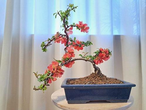 chaenomeles superba red trail bonsai in bonsaischaal -, Antiek en Kunst, Curiosa en Brocante