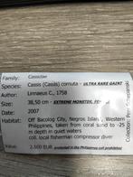 ***MONSTERGROOTTE*** Helmslak  38,5 cm lengte !!  met