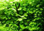 Hydrocotyle  Leucocephala - pot (braziliaanse klimop), Dieren en Toebehoren, Verzenden, Nieuw