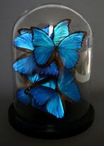 Papillon Support de corps entier pour taxidermie - Morpho