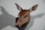 Large red deer hind Taxidermie wandmontage - Cervus elaphus, Nieuw