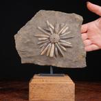 Fossiele Echinoïde op Matrix - Asterocidaris Bistriata -, Verzamelen, Nieuw