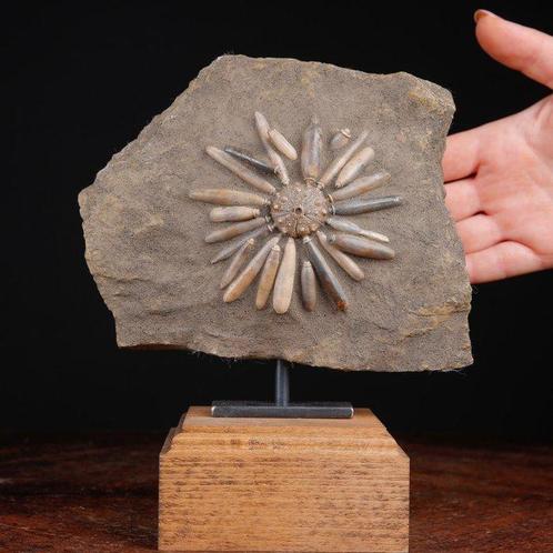 Fossiele Echinoïde op Matrix - Asterocidaris Bistriata -, Verzamelen, Dierenverzamelingen