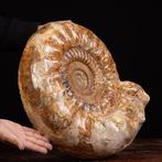 Grote fossiele ammoniet Kranaosphinctes sp. - - Fossiel, Verzamelen, Nieuw