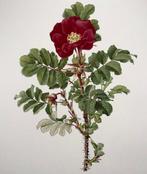 Ellen Ann Willmott; Alfred Parsons (b. 1847) - 4 large folio