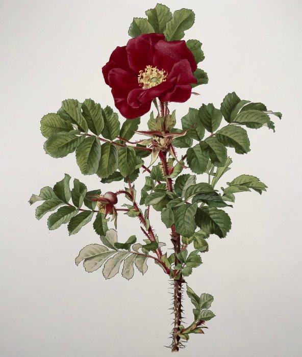 Ellen Ann Willmott; Alfred Parsons (b. 1847) - 4 large folio, Antiek en Kunst, Curiosa en Brocante