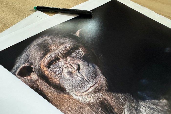 Marco Simoni -  Pan Troglodytes, Antiek en Kunst, Kunst | Designobjecten