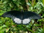 Vlinder Taxidermie volledige montage - Papilio deiphobus, Nieuw