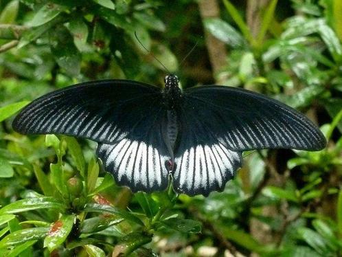 Vlinder Taxidermie volledige montage - Papilio deiphobus, Verzamelen, Dierenverzamelingen