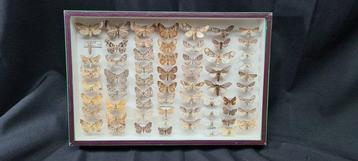 Palearctique Butterflies Collection (39X26 cm ) - ex LEMAIRE