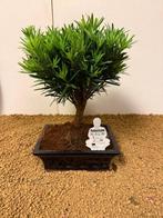 Boeddha-den bonsai (Podocarpus macrophyllus) - Hoogte