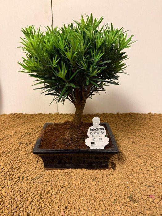 Boeddha-den bonsai (Podocarpus macrophyllus) - Hoogte, Antiquités & Art, Curiosités & Brocante
