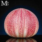 Grote gewone zee-egel - Diepe natuurlijke kleuren - Echinus, Verzamelen