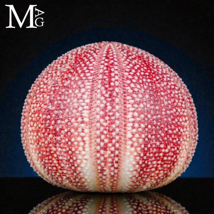 Grote gewone zee-egel - Diepe natuurlijke kleuren - Echinus, Verzamelen, Mineralen en Fossielen