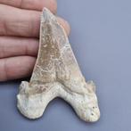 Big Megatooth Shark - Fossiele tand - Carcharocles sokolowi, Verzamelen