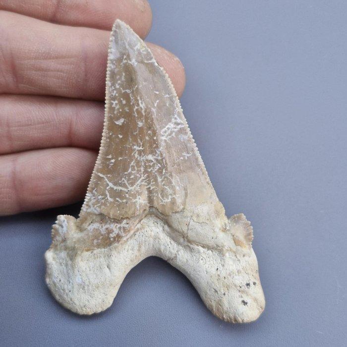 Big Megatooth Shark - Fossiele tand - Carcharocles sokolowi, Verzamelen, Mineralen en Fossielen
