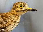 Grote oog Taxidermie volledige montage - Burhinus oedicnemus, Nieuw