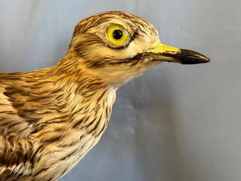 Grote oog Taxidermie volledige montage - Burhinus oedicnemus, Verzamelen, Dierenverzamelingen
