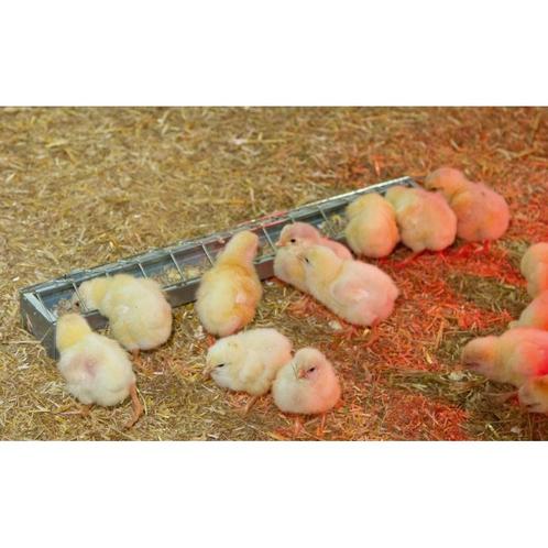 Mangeoire poussin à grille 50cm 7cm tôle zinguée - kerbl, Dieren en Toebehoren, Pluimvee | Toebehoren