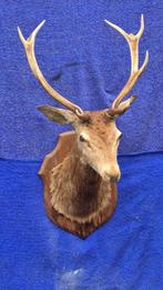 Cerf élaphe Support mural pour taxidermie - Cervus elaphus -