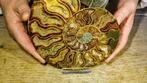Ammonite - Animal fossilisé - Aioloceras (Cleoniceras) sp. -, Verzamelen, Nieuw