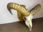 Mouflon Schedel op een standaard - Ovis gmelini - 35 cm - 40