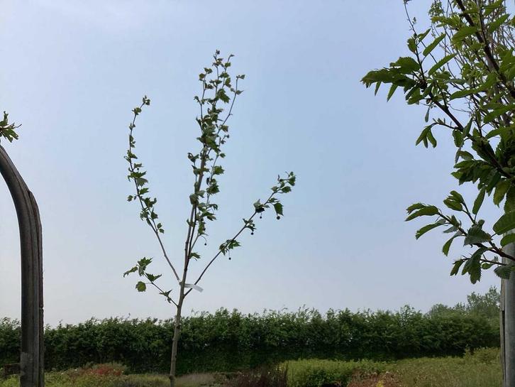 Sierbomen - Plantaan (x5), Tuin en Terras, Planten | Bomen