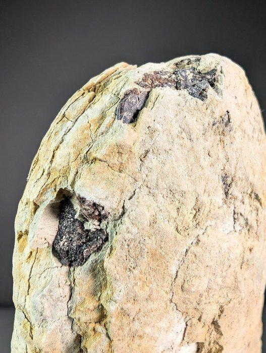 Fossiel reptiel - Voorbereidingsstuk - Fossiele plaatmatrix, Verzamelen, Mineralen en Fossielen