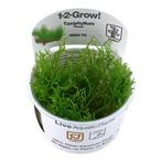 Tropica Taxiphyllum Flame 1-2-grow! (Medium), Verzenden