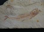 Kreeft - Gefossiliseerd dier - Shrimps/fish - 15 cm