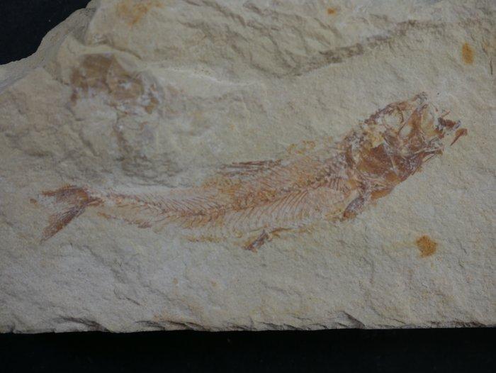 Kreeft - Gefossiliseerd dier - Shrimps/fish - 15 cm, Verzamelen, Mineralen en Fossielen