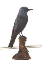 Moineau solitaire Support de corps entier pour taxidermie -, Nieuw