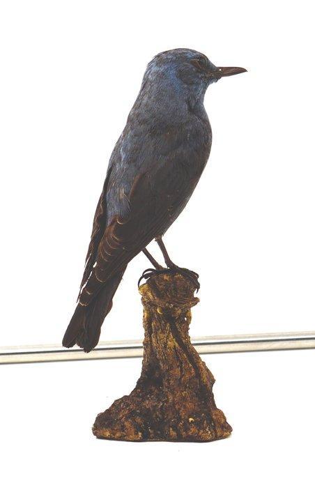 Moineau solitaire Support de corps entier pour taxidermie -, Verzamelen, Dierenverzamelingen