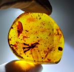 FOSSIEL-RAZEND!! Dominicanische barnsteen-45 ct- 9 g