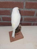 Magnifique canari blanc. Support de corps entier pour, Collections