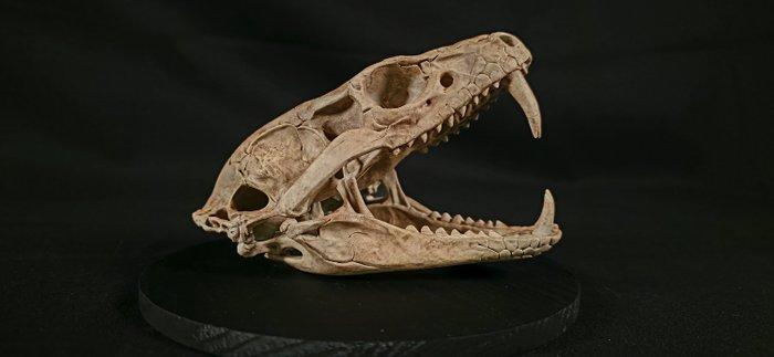 Cobra Taxidermie replica montage - REPLICA Ophiophagus, Verzamelen, Mineralen en Fossielen