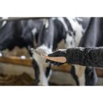 Hoefmes tweesnijdend, gemiddeld lemmet - kerbl