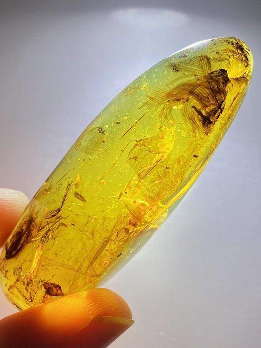 Barnsteen - feather in amber - 57.3 mm - 20.2 mm, Verzamelen, Mineralen en Fossielen