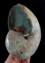 Uitstekende nacara-nautilus!!! - Gefossiliseerd dier -