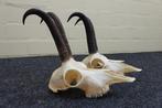 Chamois - skull with horns Schedel - Rupicapra rupicapra - 0, Verzamelen, Dierenverzamelingen, Nieuw