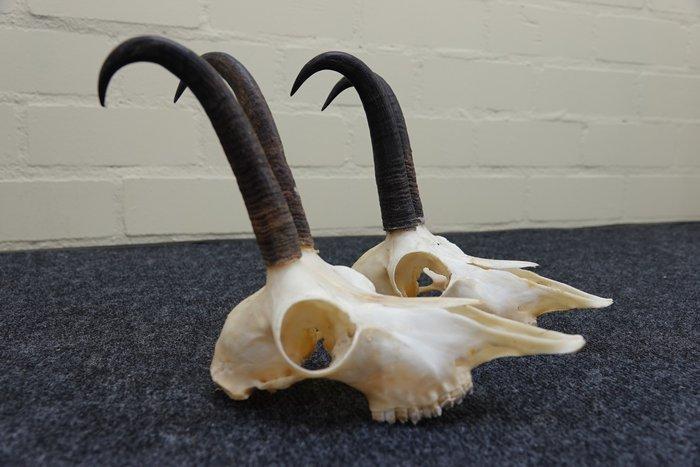 Chamois - skull with horns Schedel - Rupicapra rupicapra - 0, Verzamelen, Dierenverzamelingen