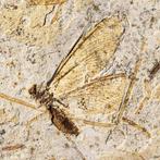 zeldzaam fossiel gaas - delicaat insect - Gefossiliseerd, Collections