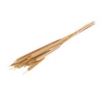 Typha Sigaren large natural bundel +/- 10 st Sigaar Sigaren, Hobby en Vrije tijd, Nieuw