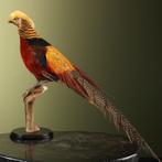 Goudfazant Taxidermie Opgezette Dieren By Max, Ophalen of Verzenden, Nieuw, Vogel, Opgezet dier