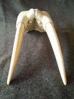 Grote Walrussen Set tanden - Odobenus rosmarus - 355 mm -, Nieuw