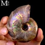 Verstenen regenboog Ammoniet iridescent Desmoceras –